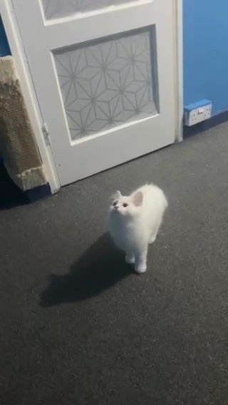 British longhair