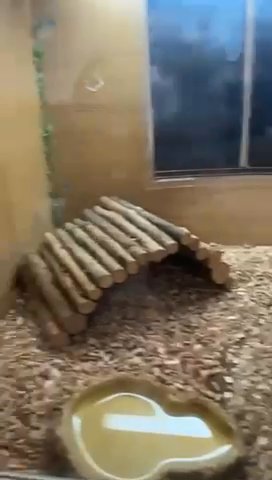 Tortise