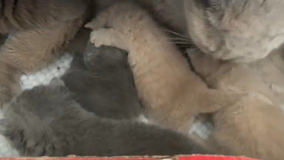 British Short Hair Kittens