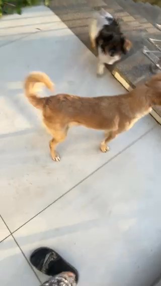 Adorable Girl Is Looking for a Forever Home