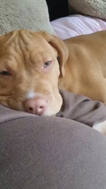 Simba