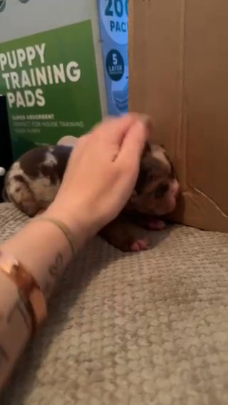 Beautiful New English Bulldog Pups