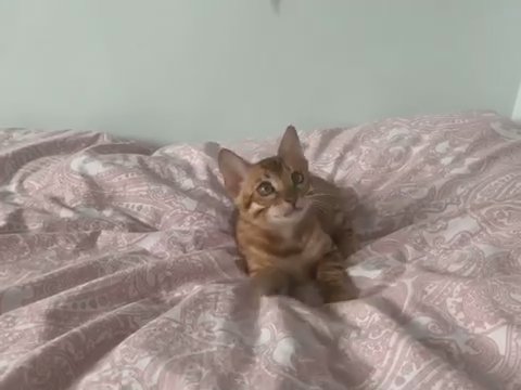 ⭐️Glittering Bengals with Hearts of Gold: Meet Your Match!?✨?