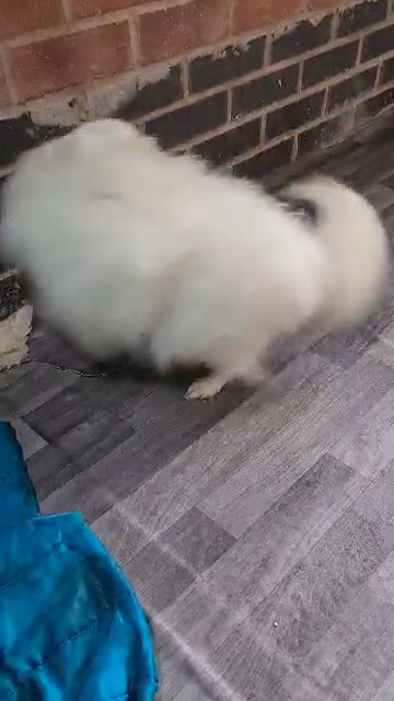 pomeranian male 2 years old