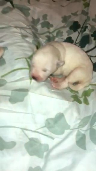 Beautiful American Akita Puppies