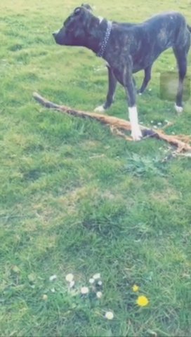Staff X American Bully