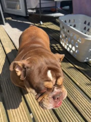 Trio-Colour English Bulldog