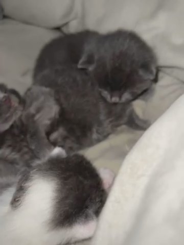 British short hair kittens