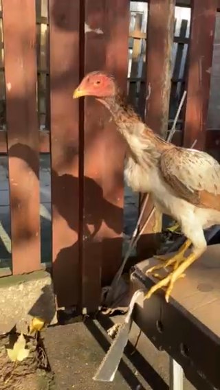 Shamo Wheaton Hen For Sale