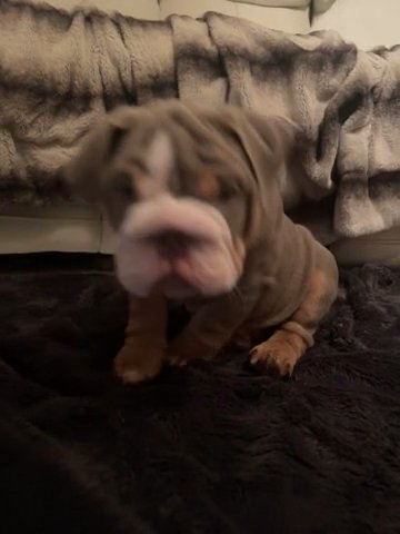 Last Boy Superb 5* Ped Fully Health Tested British English Bulldog