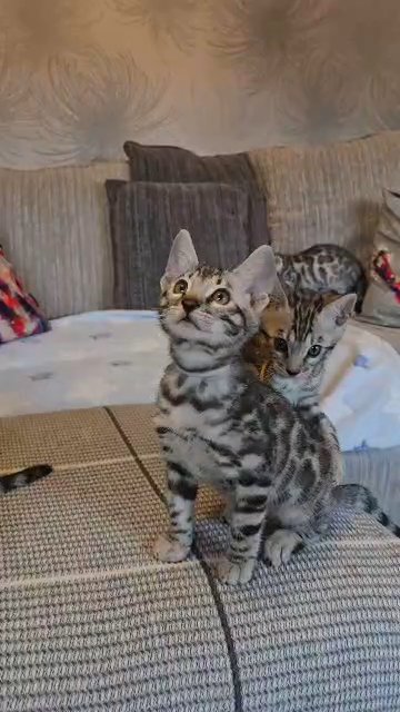 Championship Silver Bengal Kittens