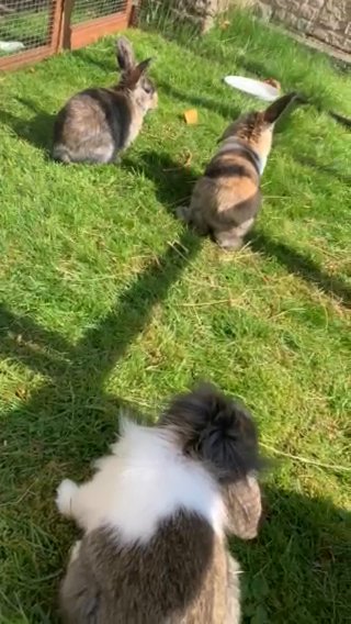 bunnies ready now