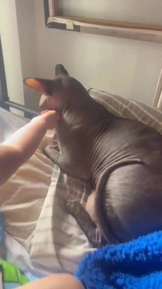 Sphynx Female