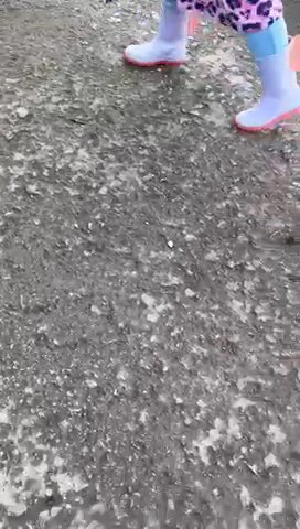 F1B Cockerpoo Boys