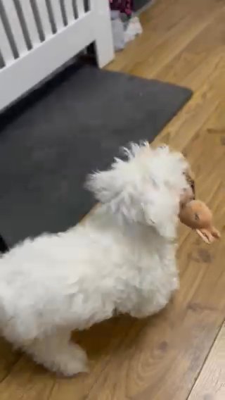 Loving Maltese Puppy For Sale