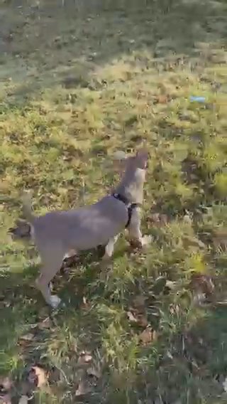 Champagne American Bully Female