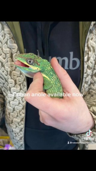 Cuban anoles