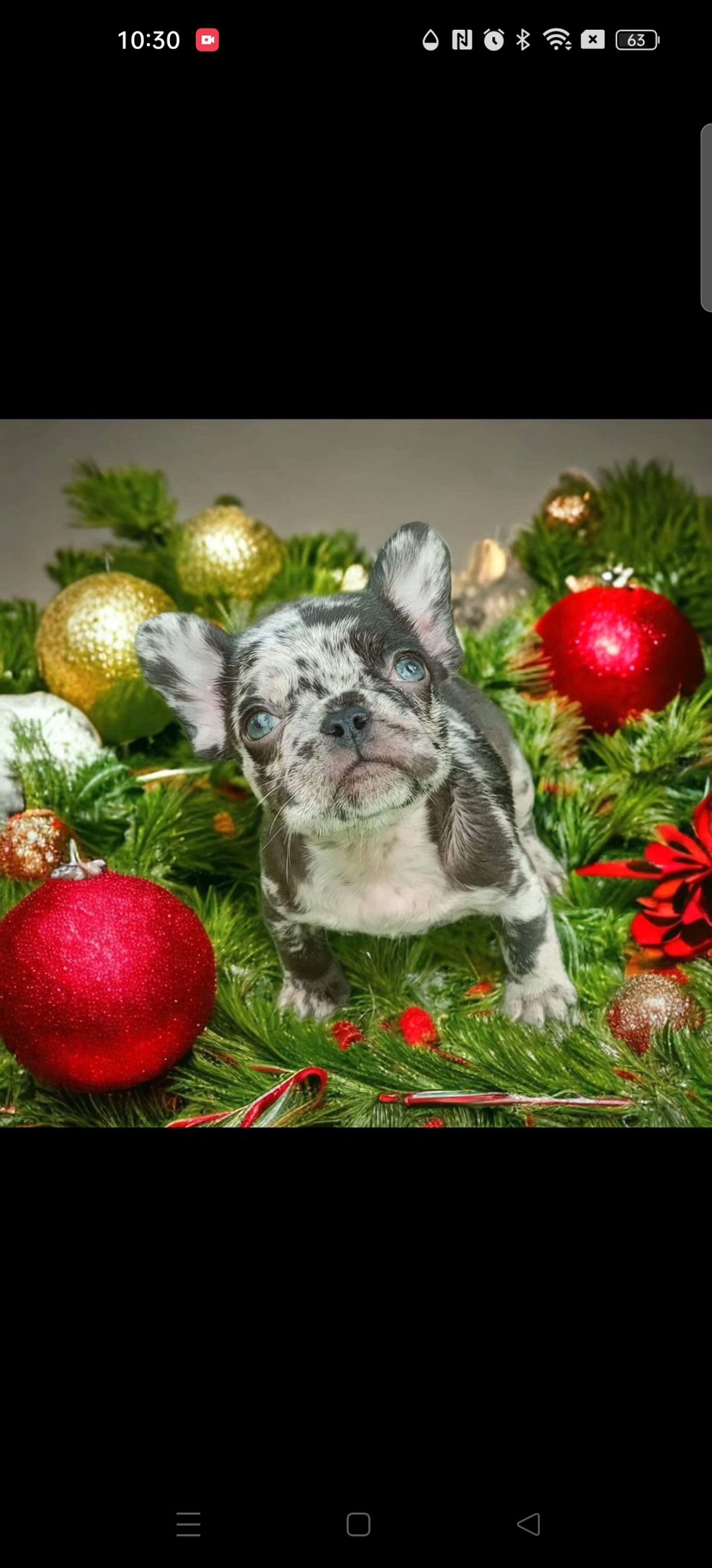 merle french bulldog male