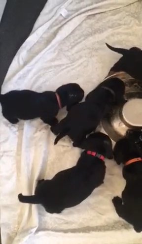 basset x cocker spaniel