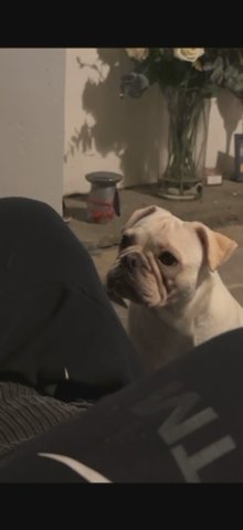 10 month snow white frug