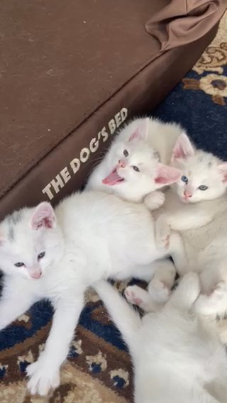 Stunning Turkish Angora