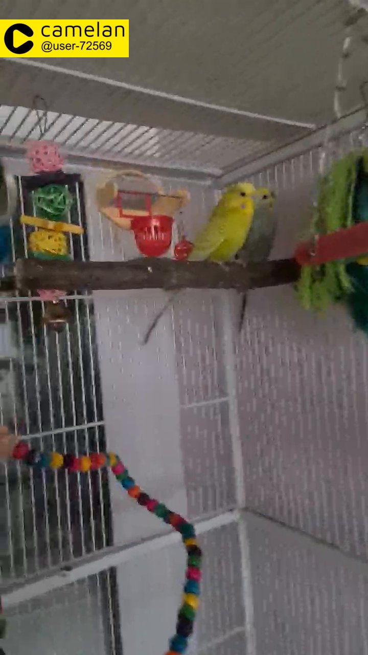 Breeding Pair of Budgies