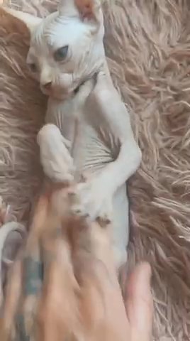 SPHYNX KITTENS - READY DECEMBER