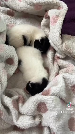 mainecoon kittens for sale