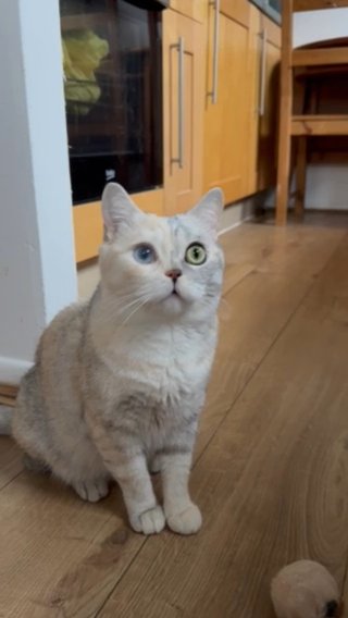 GCCF Reg BSH Tortie Odd Eye Active Pregnant Female