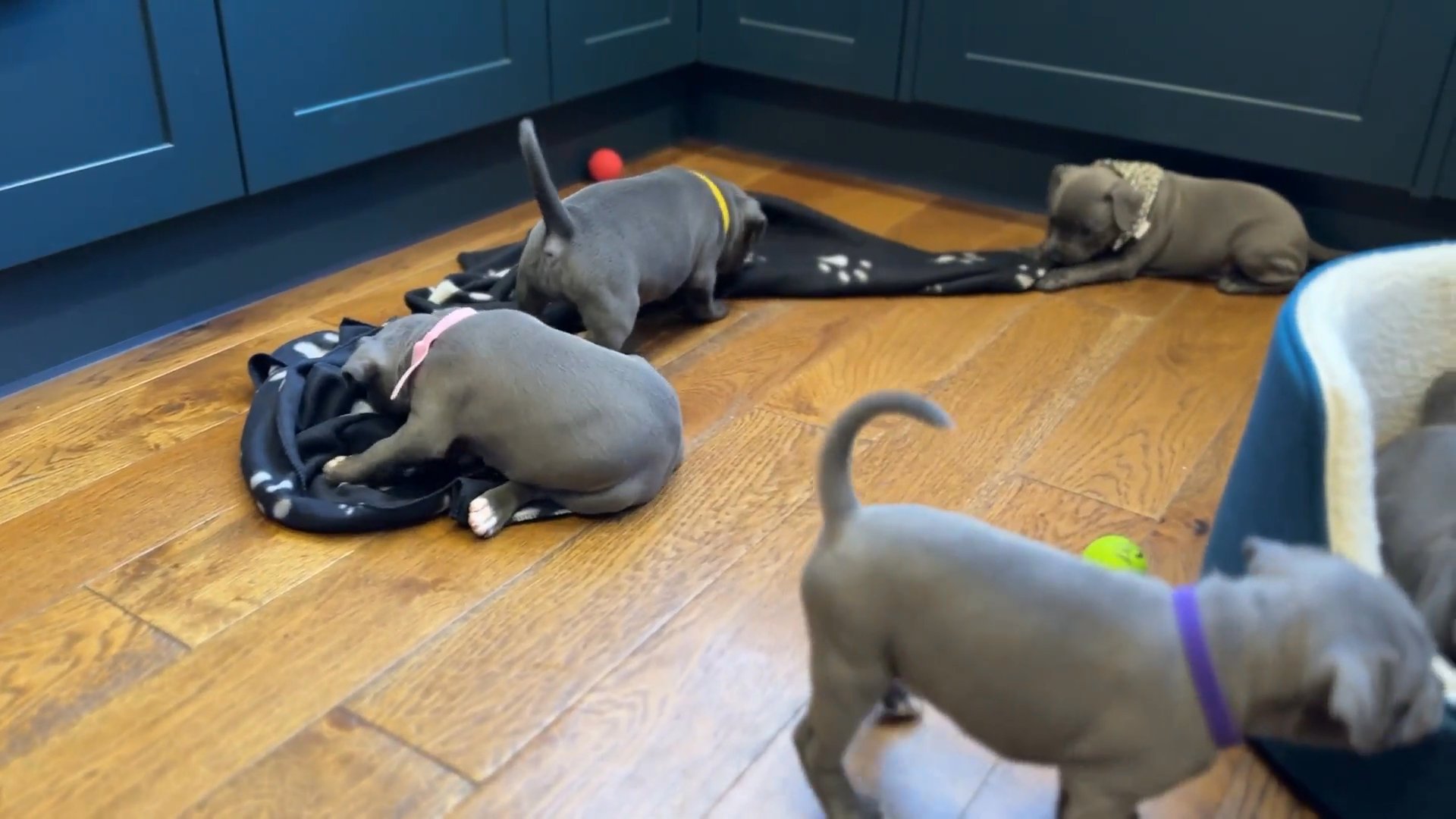outstanding Staffordshire Bull Terrier puppies