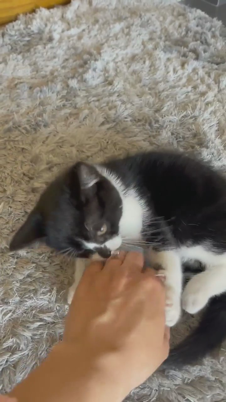 lovely kitten