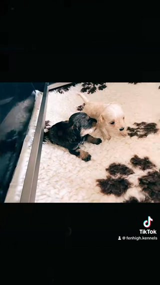 Miniature Schnoodles