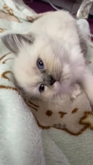 ?pure ragdoll bi colour blue mitted ?
