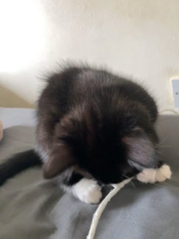 Cat For Sale♥️
