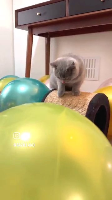 ALL KITTENS ARE SOLD ?