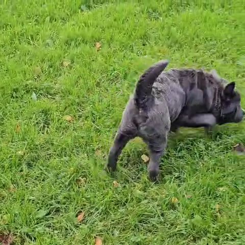Beautiful Puppy