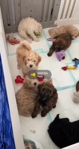 Ready now F1bb Labradoodle Pups