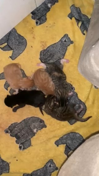 Beautiful Baby Kittens