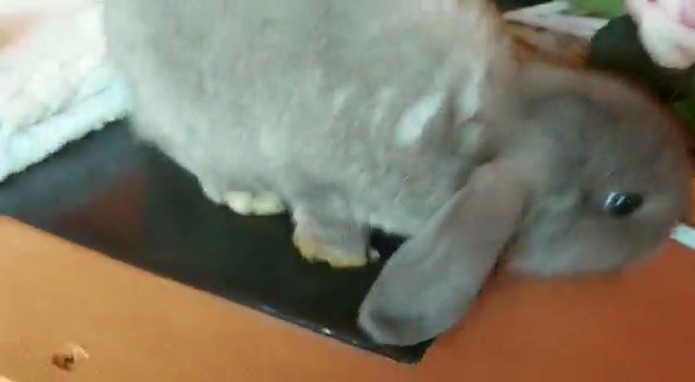 2 gorgeous mini lops