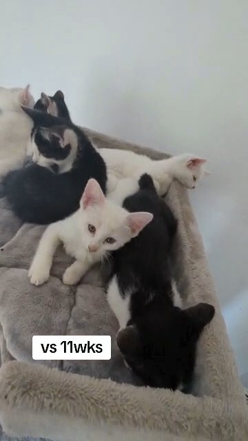 F1 Lykoi Werewolf Boy Kittens