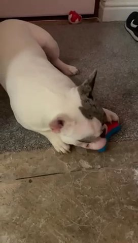 6 Month Old French Bulldog Merle