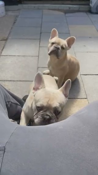 Boy Fluffy Carrying French Bulldog