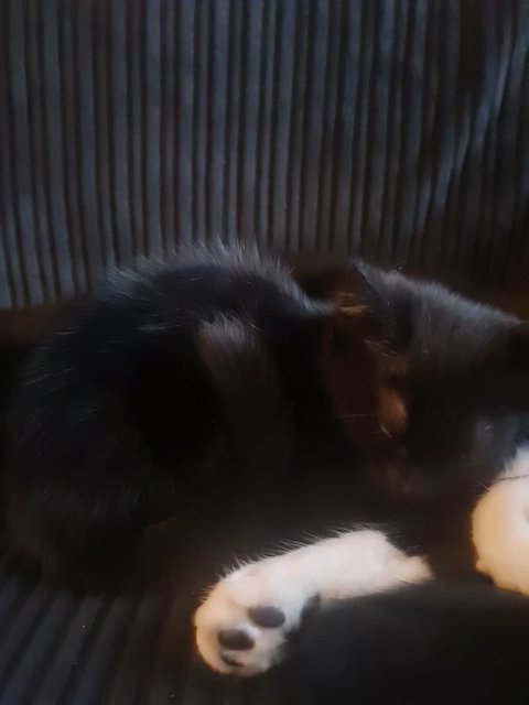 kitten