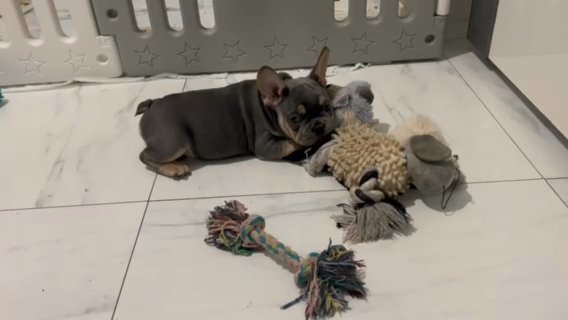 French Bulldog