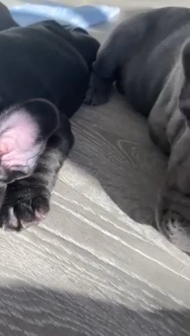 French bulldog 2 male