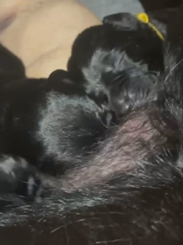 Labrador puppies kc registered