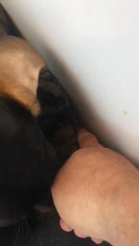 dachshund puppies for sale Isabel dapple