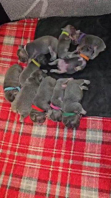 lilac and tan french bulldogs