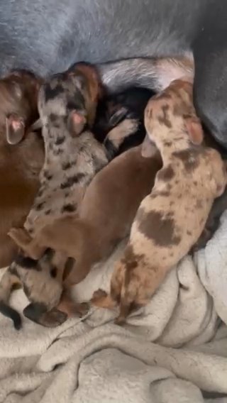 Mini Dachshund
