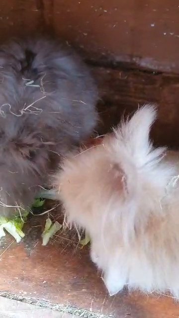 3 beautiful purebred lionhead bunnies